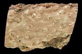 Triassic Woodworthia Petrified Limb - Zimbabwe #125928-3